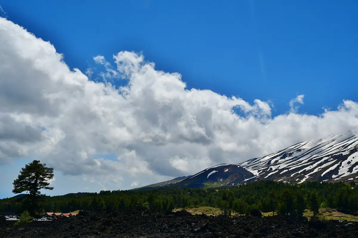 A lone pine below the snowy north side of Etna